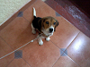 Beagle 3 Meses Todo Incluido $2000