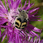 Bee beetle