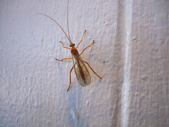 Spotting Image 1