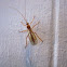 Ichneumon Wasp