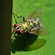 green bottle fly