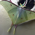 Luna Moth
