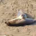 Elephant seals