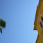  house martin