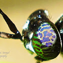 Black Soldier Fly