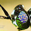 Black Soldier Fly