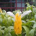 Lollipop Plant