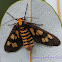 Amata Wasp Moth