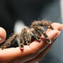 Tarantula