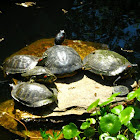 Red Eared Sliders