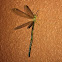 Long-tailed antlion (Brachynemurus