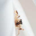 Jumping Spider