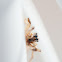 Jumping Spider