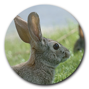 Crueltyfree.info.apk 1.1.3