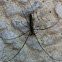 Long jawed spider