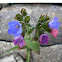 Lungwort