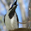 Blue-faced Honeyeater