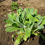Gold Alyssum
