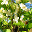 Lilac, White