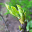 Fig