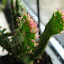Unknown Rescued Cactus 3