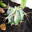 Unknown Rescued Cactus 2