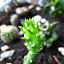 Opuntia