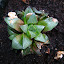 Haworthia