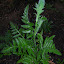 Unknown Snail Repeller 4 (B3a)