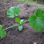 Zucchini 'Gold Rush' (B) [B4b]