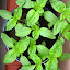 Sunflower (B)