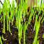 Kitty's Grass