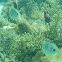Foureye Butterflyfish