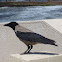 Hooded Crow