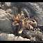 Lava Cactus / Cacto de lava