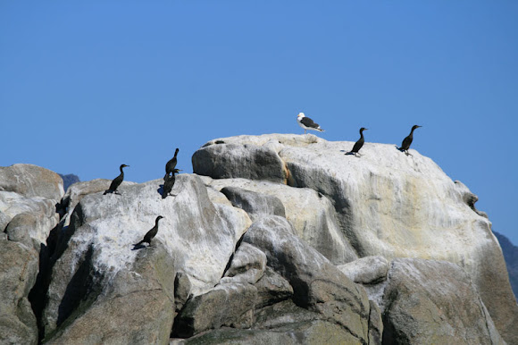 Spotting Image 1