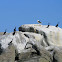 Cormorants, Storskarv (Phalacrocorax carbo)