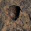 Marbled Fruit-chafer
