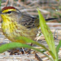 Palm Warbler