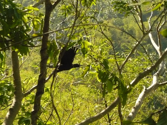 Spotting Image 1