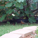 North American Robbin
