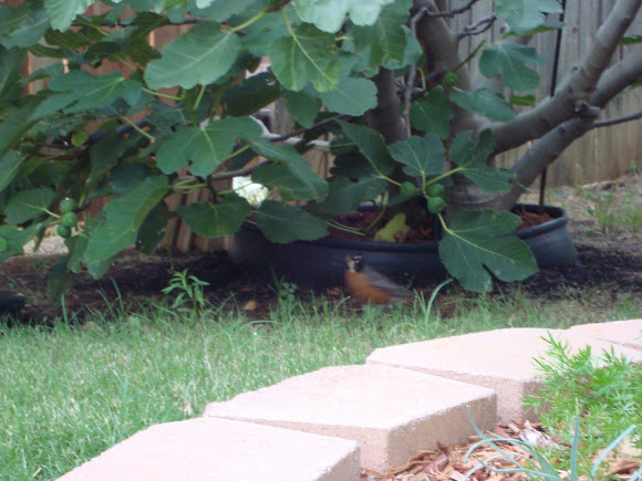 Spotting Image 1
