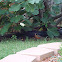 North American Robbin
