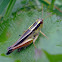 Langosta Alargada