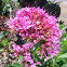 Pink Spur Valerian