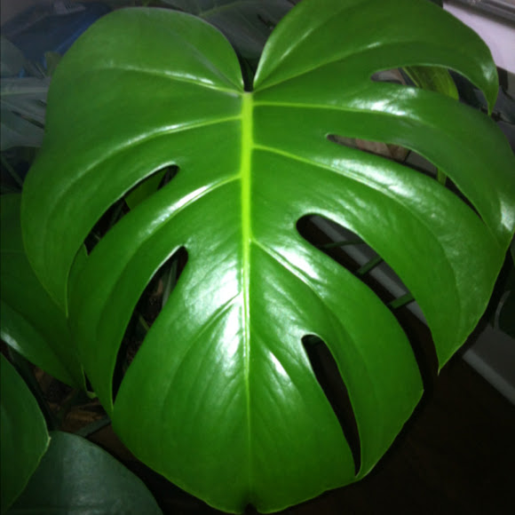 Spotting Image 1