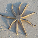 Nine-armed Sea Star