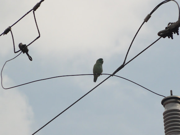 Spotting Image 1