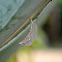 Chrysalis