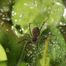 LaSalle Springs Middle School BioBlitz